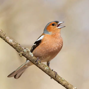 Interesting Bird Facts: Why Sing? The Origins of Bird Song.