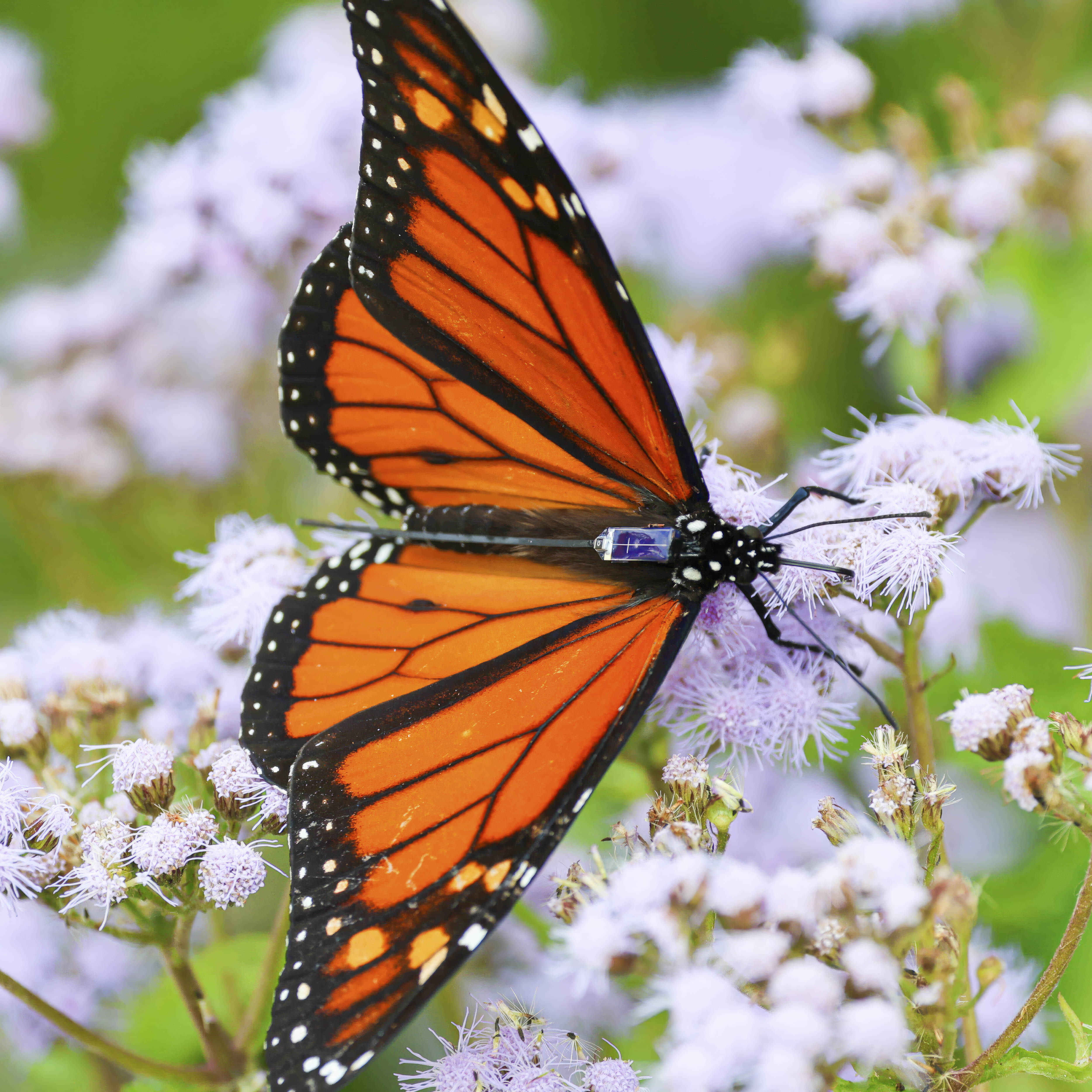 Monarch and Blue Morpho butterflies